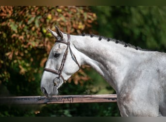 Zangersheide, Castrone, 6 Anni, 172 cm, Grigio