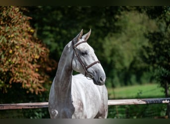 Zangersheide, Castrone, 6 Anni, 172 cm, Grigio