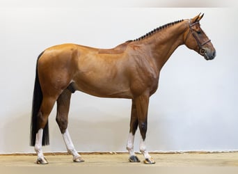 Zangersheide, Castrone, 6 Anni, 173 cm, Baio