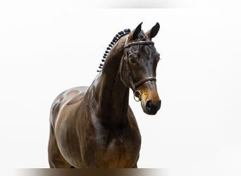 Zangersheide, Castrone, 6 Anni, 173 cm, Baio