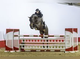 Zangersheide, Castrone, 6 Anni, 173 cm, Baio