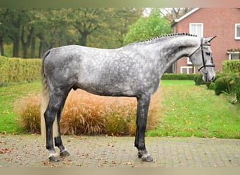 Zangersheide, Castrone, 6 Anni, 173 cm, Grigio