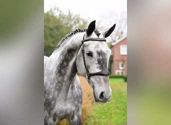 Zangersheide, Castrone, 6 Anni, 173 cm, Grigio