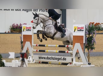 Zangersheide, Castrone, 6 Anni, 173 cm, Grigio