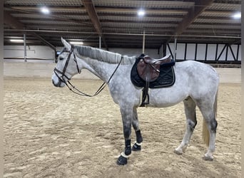 Zangersheide, Castrone, 6 Anni, 173 cm, Grigio