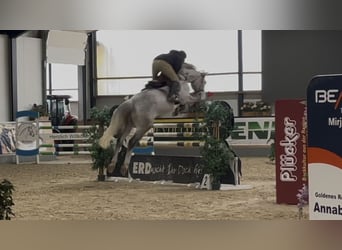 Zangersheide, Castrone, 6 Anni, 173 cm, Grigio