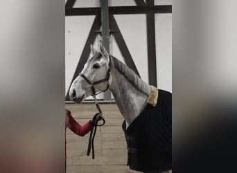 Zangersheide, Castrone, 6 Anni, 173 cm, Grigio