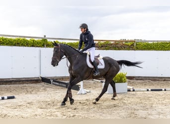 Zangersheide, Castrone, 6 Anni, 173 cm, Morello