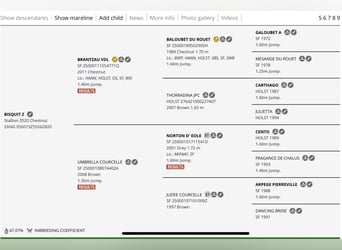 Zangersheide, Castrone, 6 Anni, 173 cm, Sauro