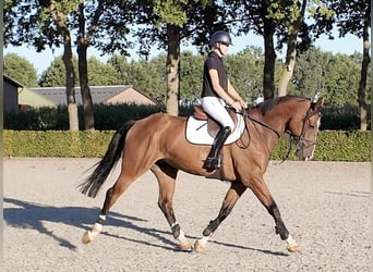 Zangersheide, Castrone, 6 Anni, 174 cm, Baio