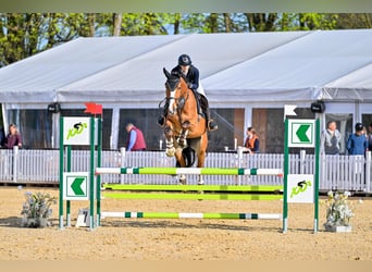 Zangersheide, Castrone, 6 Anni, 175 cm, Baio