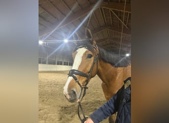 Zangersheide, Castrone, 6 Anni, 175 cm, Baio