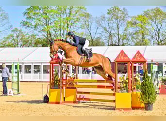 Zangersheide, Castrone, 6 Anni, 175 cm, Baio