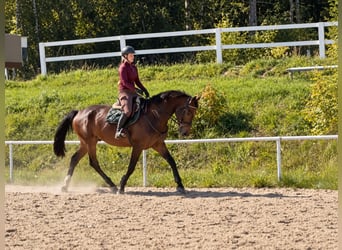 Zangersheide, Castrone, 6 Anni, 176 cm, Baio scuro