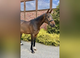 Zangersheide, Castrone, 6 Anni, Baio nero