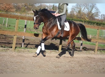 Zangersheide, Castrone, 6 Anni, Baio scuro