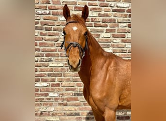 Zangersheide, Castrone, 7 Anni, 148 cm, Sauro