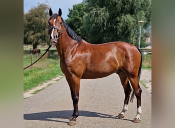 Zangersheide, Castrone, 7 Anni, 160 cm, Baio