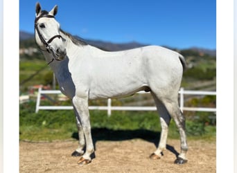 Zangersheide, Castrone, 7 Anni, 163 cm, Grigio