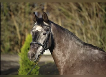 Zangersheide, Castrone, 7 Anni, 165 cm, Grigio