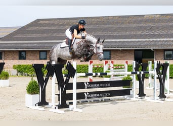 Zangersheide, Castrone, 7 Anni, 165 cm, Grigio