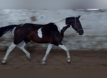 Zangersheide, Castrone, 7 Anni, 167 cm, Pezzato