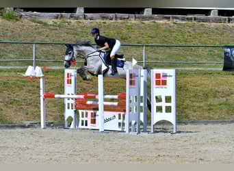 Zangersheide, Castrone, 7 Anni, 168 cm, Grigio