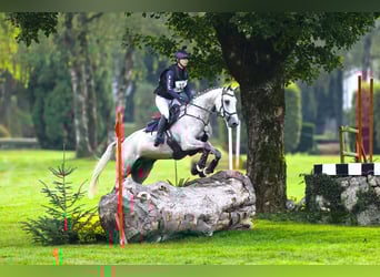 Zangersheide, Castrone, 7 Anni, 168 cm, Grigio