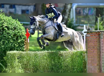 Zangersheide, Castrone, 7 Anni, 168 cm, Grigio