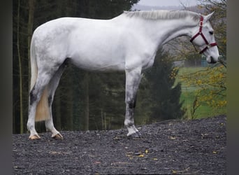 Zangersheide, Castrone, 7 Anni, 168 cm, Grigio ferro