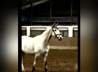 Zangersheide, Castrone, 7 Anni, 168 cm, Grigio pezzato