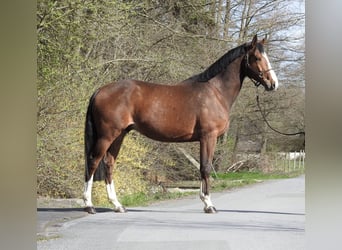 Zangersheide, Castrone, 7 Anni, 170 cm, Baio