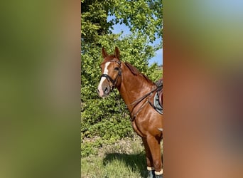 Zangersheide, Castrone, 7 Anni, 170 cm, Sauro