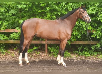 Zangersheide, Castrone, 7 Anni, 172 cm, Baio