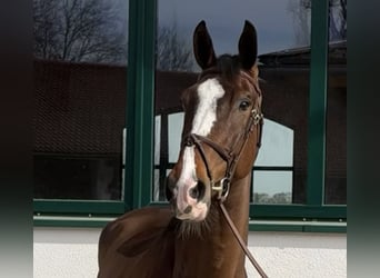 Zangersheide, Castrone, 7 Anni, 173 cm, Baio