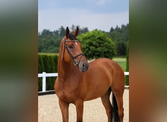 Zangersheide, Castrone, 7 Anni, 174 cm, Baio