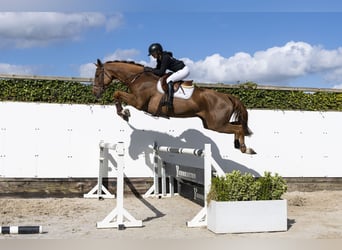 Zangersheide, Castrone, 7 Anni, 175 cm