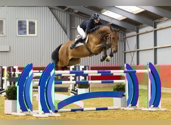 Zangersheide, Castrone, 7 Anni, 175 cm