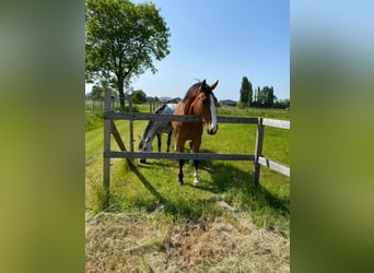 Zangersheide, Castrone, 7 Anni, 176 cm, Baio chiaro