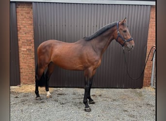 Zangersheide, Castrone, 7 Anni, 176 cm, Baio scuro