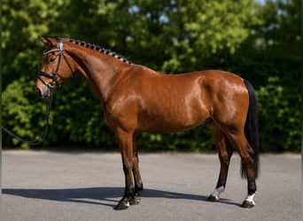 Zangersheide, Castrone, 7 Anni, 178 cm, Baio