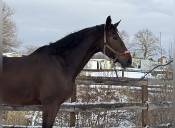 Zangersheide, Castrone, 7 Anni, 182 cm, Baio scuro