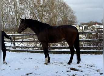 Zangersheide, Castrone, 7 Anni, 182 cm