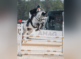 Zangersheide, Castrone, 7 Anni, Grigio pezzato