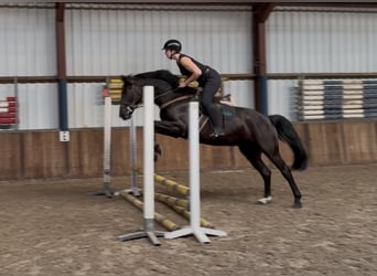 Zangersheide, Castrone, 8 Anni, 164 cm, Morello