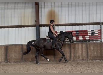 Zangersheide, Castrone, 8 Anni, 164 cm, Morello