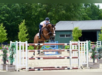 Zangersheide, Castrone, 8 Anni, 165 cm, Baio