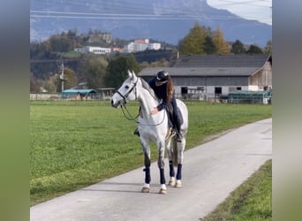 Zangersheide, Castrone, 8 Anni, 170 cm, Grigio pezzato