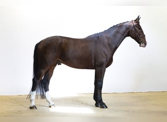 Zangersheide, Castrone, 8 Anni, 171 cm, Baio ciliegia