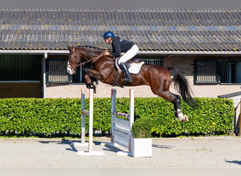 Zangersheide, Castrone, 8 Anni, 171 cm, Baio ciliegia